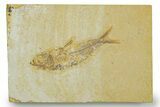 Detailed Fossil Fish (Knightia) - Wyoming #369389-1